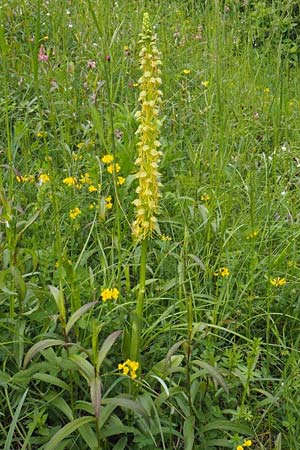 Aceras anthropophorum \ Ohnsporn, Puppenorchis / Man Orchid, D  Freiburg 15.5.2016 (Photo: Uwe Reinbold)