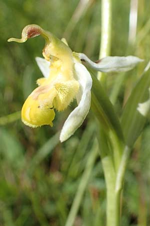 Ophrys apifera forma chlorantha \ Grünliche Bienen-Ragwurz / Greenish Bee Orchid, D  Neuleiningen 15.6.2016 