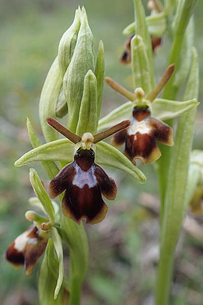 Ophrys araneola x insectifera, D   Königheim 3.5.2021 