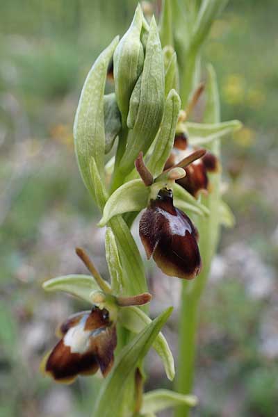 Ophrys araneola x insectifera, D   Königheim 3.5.2021 