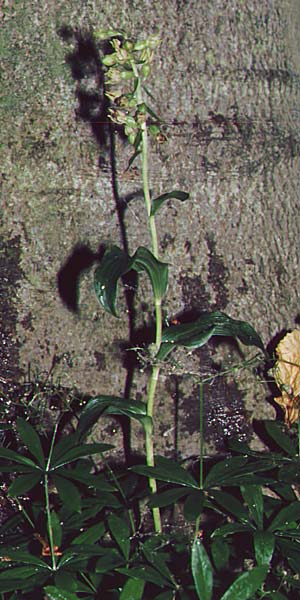 Epipactis albensis \ Elbe-Ständelwurz, D  Brandenburg 26.8.1995 
