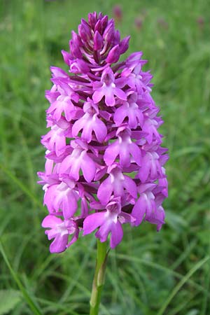 Anacamptis pyramidalis \ Pyramidenorchis, Hundswurz / Pyramidal Orchid, D  Zeutern 29.5.2008 