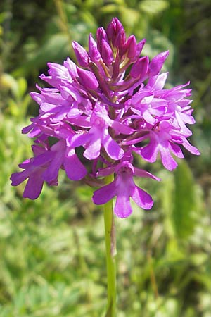 Anacamptis pyramidalis \ Pyramidenorchis, Hundswurz / Pyramidal Orchid, D  Zeutern 23.6.2012 