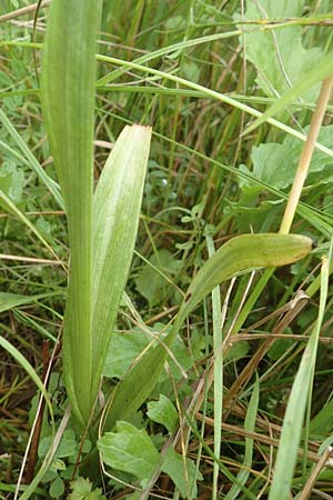 Anacamptis pyramidalis \ Pyramidenorchis, Hundswurz / Pyramidal Orchid, D  Weinheim an der Bergstraße 19.6.2016 