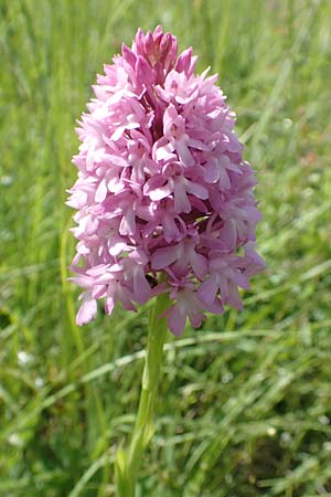 Anacamptis pyramidalis \ Pyramidenorchis, Hundswurz / Pyramidal Orchid, D  Bruchsal 27.5.2020 