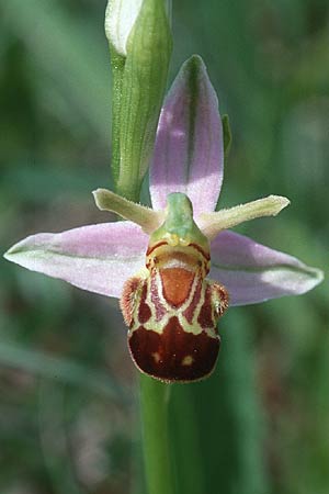 Ophrys apifera var. aurita \ Bienen-Ragwurz / Bee Orchid, D  Saarland Badstube 6.6.1998 