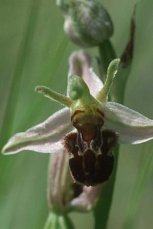 Ophrys apifera var. aurita \ Bienen-Ragwurz / Bee Orchid, D  Pforzheim 26.6.2004 