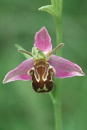 Ophrys apifera var. aurita \ Bienen-Ragwurz / Bee Orchid, D  Deggingen 4.7.2004 
