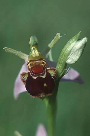 Ophrys apifera var. aurita \ Bienen-Ragwurz / Bee Orchid, D  Kehl 18.6.2005 