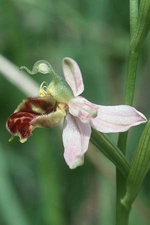 Ophrys apifera var. curviflora \ Gebogen-Lippige Bienen-Ragwurz / Curved-Flower Bee Orchid, D  Saarland Badstube 6.6.1998 