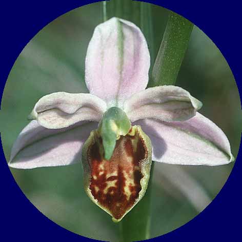 Ophrys apifera var. curviflora, D Saarland 24.5.99
