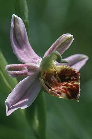 Ophrys apifera var. curviflora \ Gebogen-Lippige Bienen-Ragwurz / Curved-Flower Bee Orchid, D  Saarland Badstube 27.5.2000 