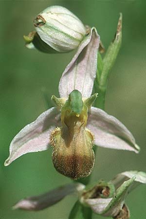 Ophrys apifera var. bicolor \ Zweifarbige Bienen-Ragwurz / Two-Colored Bee Orchid, D  Pforzheim 26.6.2004 
