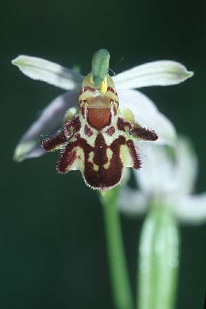 Ophrys apifera var. saraepontana \ Saarbrücker Bienen-Ragwurz, D  Kehl 18.6.2005 