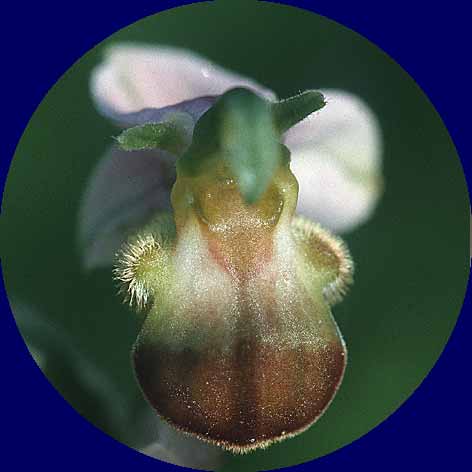 Ophrys apifera var. bicolor \ Zweifarbige Bienen-Ragwurz / Two-Colored Bee Orchid, D  Pforzheim 7.7.1995 