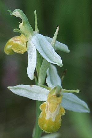 Ophrys apifera forma chlorantha \ Bienen-Ragwurz / Bee Orchid (forma aurita), D  Neuleiningen 17.6.2000 