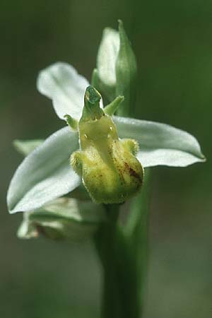 Ophrys apifera forma chlorantha \ Grünliche Bienen-Ragwurz ('Kornberg'), D  Gruibingen 30.6.2004 