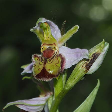 Ophrys apifera var. cambrensis \ Walisische Bienen-Ragwurz / Welsh Bee Orchid, D  Kaiserstuhl Liliental 7.6.2022 (Photo: Uwe Reinbold)