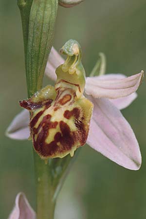Ophrys apifera var. botteronii \ Freiburger Bienen-Ragwurz / Freiburg Bee Orchid, D  Nord-/Northern Eifel 10.6.2000 