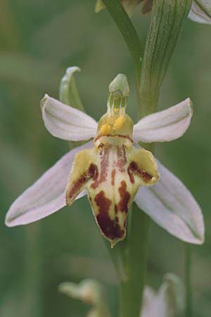 Ophrys apifera var. trollii \ Trolls Bienen-Ragwurz, D  Nord- Eifel 10.6.2000 