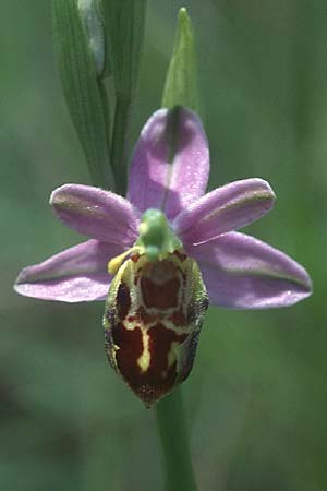 Ophrys apifera var. badensis \ Badische Bienen-Ragwurz (aufblühend), D  Saarland Altheim 4.6.2005 