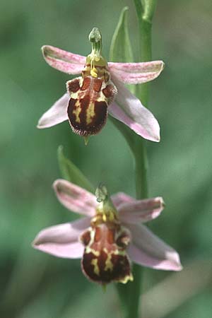 Ophrys apifera var. badensis \ Badische Bienen-Ragwurz, D  Saarland Badstube 4.6.2005 