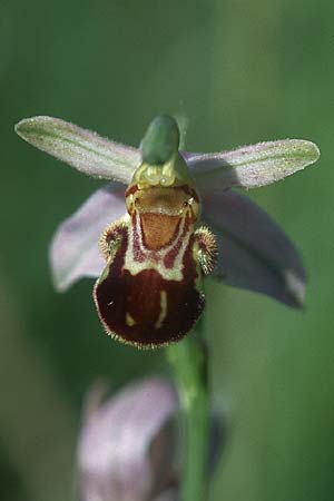 Ophrys apifera var. badensis \ Badische Bienen-Ragwurz / Baden Bee Orchid, D  Kehl 18.6.2005 