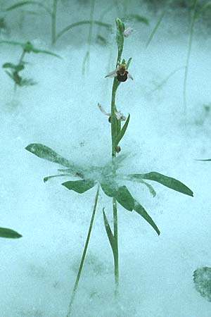 Ophrys apifera \ Bienen-Ragwurz / Bee Orchid (Im Schnee? Nein, im Pappelsamen! / In snow? No, in poplar seed!), D  Heidelberg 27.6.1996 