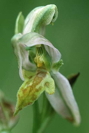 Ophrys apifera var. trollii \ Trolls Bienen-Ragwurz / Troll's Bee Orchid, D  Saarland Wolfertskopf 21.6.1999 
