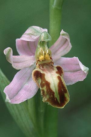 Ophrys apifera var. trollii \ Trolls Bienen-Ragwurz / Troll's Bee Orchid, D  Nord-/Northern Eifel 10.6.2000 