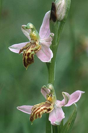 Ophrys apifera var. trollii \ Trolls Bienen-Ragwurz / Troll's Bee Orchid, D  Nord-/Northern Eifel 10.6.2000 