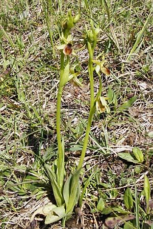 Ophrys araneola \ Kleine Spinnen-Ragwurz / Small Spider Orchid, D  Bad Ditzenbach 4.5.2014 