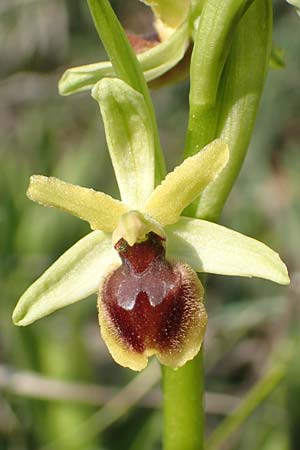 Ophrys araneola \ Kleine Spinnen-Ragwurz / Small Spider Orchid, D  Werbach 8.4.2017 
