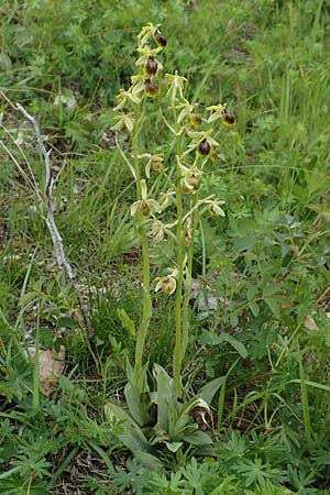 Ophrys araneola \ Kleine Spinnen-Ragwurz / Small Spider Orchid, D  Werbach 20.5.2017 