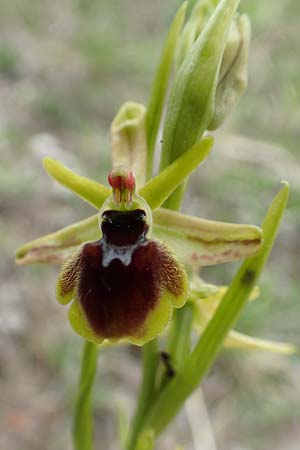 Ophrys araneola / Small Spider Orchid, D  Bad Ditzenbach 3.5.2019 