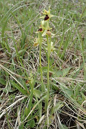 Ophrys araneola \ Kleine Spinnen-Ragwurz / Small Spider Orchid, D  Bad Ditzenbach 3.5.2019 