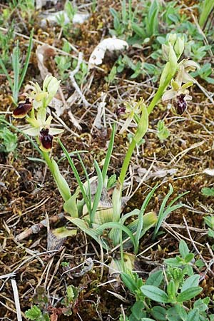 Ophrys araneola \ Kleine Spinnen-Ragwurz / Small Spider Orchid, D  Königheim 3.5.2021 