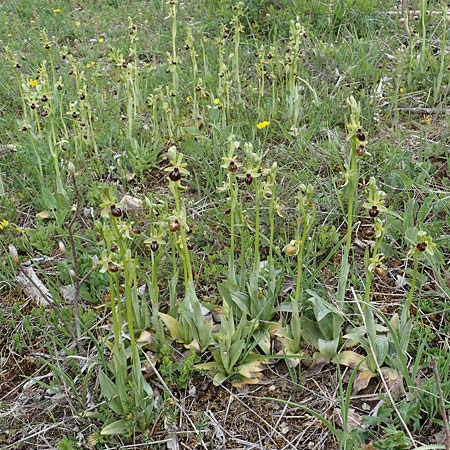 Ophrys araneola \ Kleine Spinnen-Ragwurz / Small Spider Orchid, D  Königheim 3.5.2021 