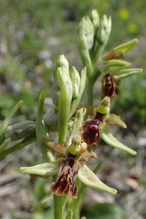 Ophrys araneola deformation \ Kleine Spinnen-Ragwurz / Small Spider Orchid (Gendefekt / genetic defect), D  Königheim 3.5.2021 