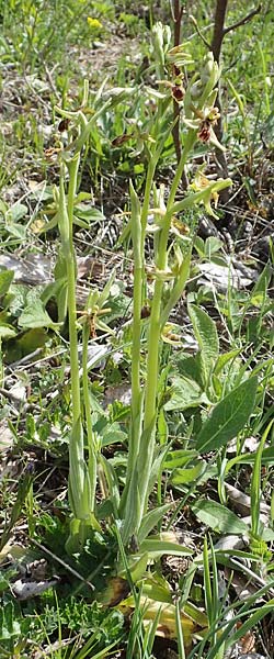 Ophrys araneola deformation \ Kleine Spinnen-Ragwurz / Small Spider Orchid (Gendefekt / genetic defect), D  Königheim 3.5.2021 
