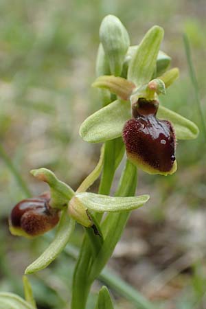 Ophrys araneola x sphegodes, D   Bad Ditzenbach 3.5.2019 
