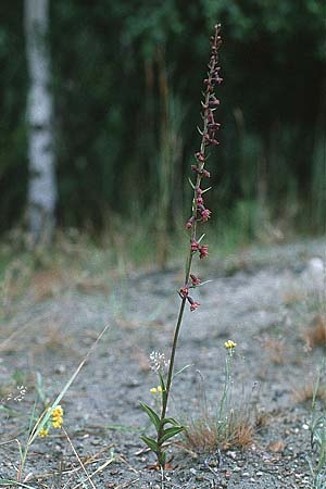 Epipactis atrorubens \ Braunrote Ständelwurz / Dark-red Helleborine, D  Insel/island Usedom 15.7.2000 