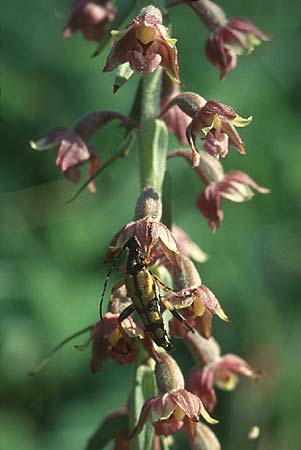 Epipactis atrorubens + Gefleckter Schmalbock Stranglia maculata, D Schwäbische Alb 16.7.05