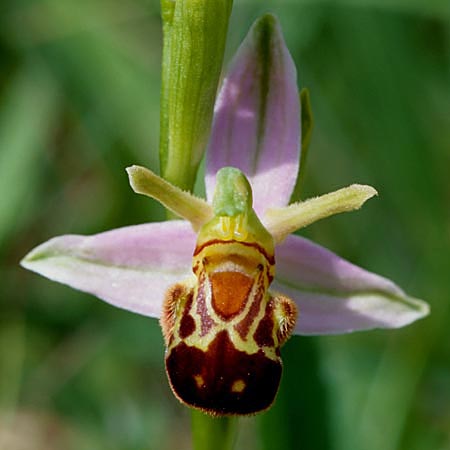 Ophrys apifera var. aurita \ Bienen-Ragwurz / Bee Orchid, D  Saarland Badstube 6.6.1998 