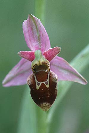 Ophrys apifera var. badensis x holoserica, D   Saarland Altheim 20.5.2000 