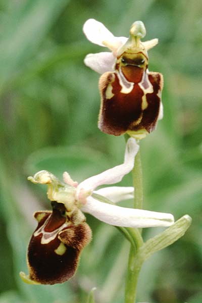 Ophrys apifera x holoserica, D   Saarland Gersheim 31.5.1998 