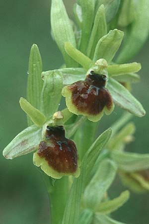 Ophrys araneola x insectifera, D   Bad Ditzenbach 10.5.2005 