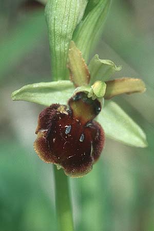 Ophrys araneola x sphegodes, D   Bad Ditzenbach 10.5.2005 