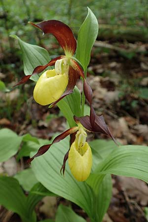 Cypripedium calceolus \ Gelber Frauenschuh, D  Königheim 29.5.2019 