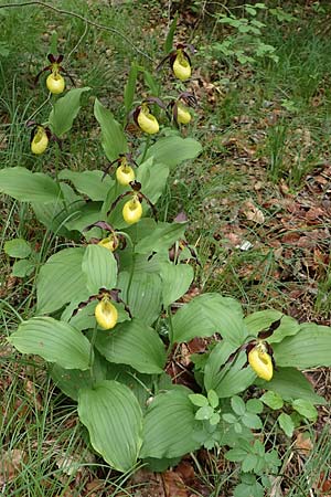 Cypripedium calceolus \ Gelber Frauenschuh, D  Königheim 29.5.2019 